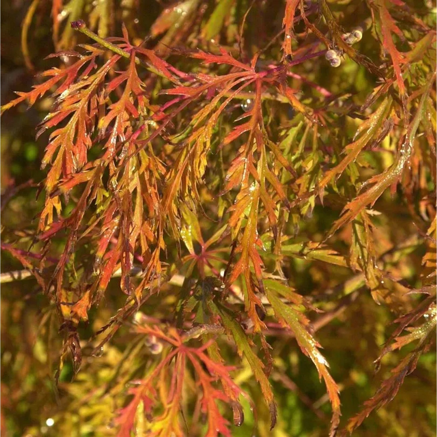 Hochstamm Fächerahorn Demi-Sec 80-100cm - Acer palmatum