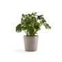 Braungrauer Ecopots Pflanztopf Amsterdam 50 cm mit grüner Pflanze.