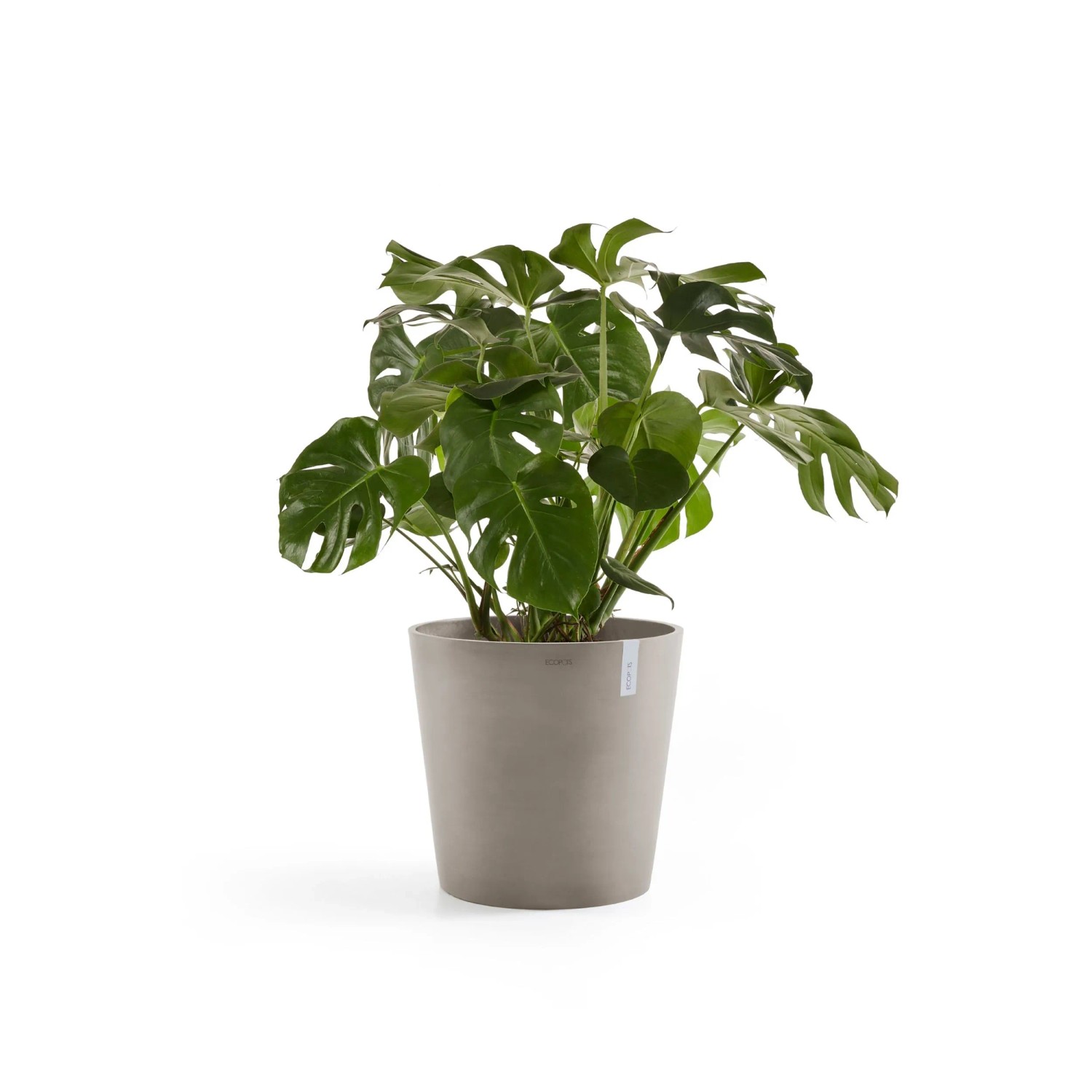 Braungrauer Ecopots Pflanztopf Amsterdam 50 cm mit grüner Pflanze.