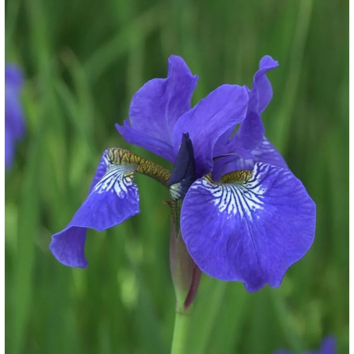 Sibirische Wieseniris Elfe - Iris sibirica