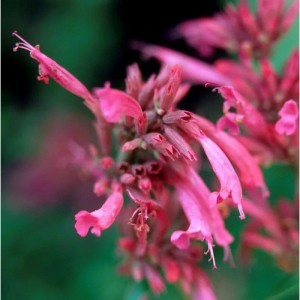 Nahaufnahme der rosafarbenen Blüten der Mexikanischen Agastache Red Fortune Staude.
