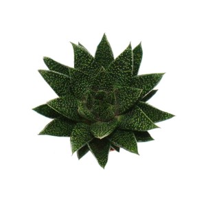 Gasteria D Due Sukkulente im 8,5cm Topf, grüne Blätter mit weißen Punkten.