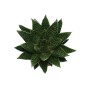 Gasteria D Due Sukkulente im 8,5cm Topf, grüne Blätter mit weißen Punkten.