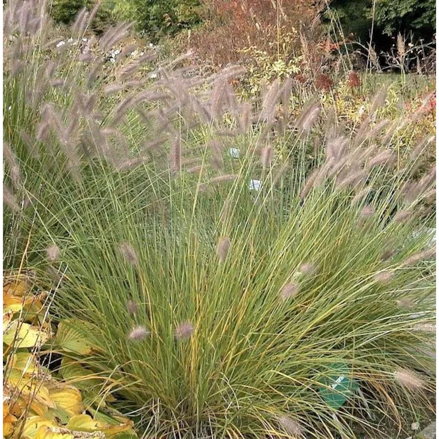 Orient Federborstengras - großer Topf - Pennisetum orientale