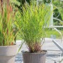 Panicum Virgatum Rehbraun im Topf: Rutenhirse mit grün-braunen Halmen, ca. 9x9 cm.