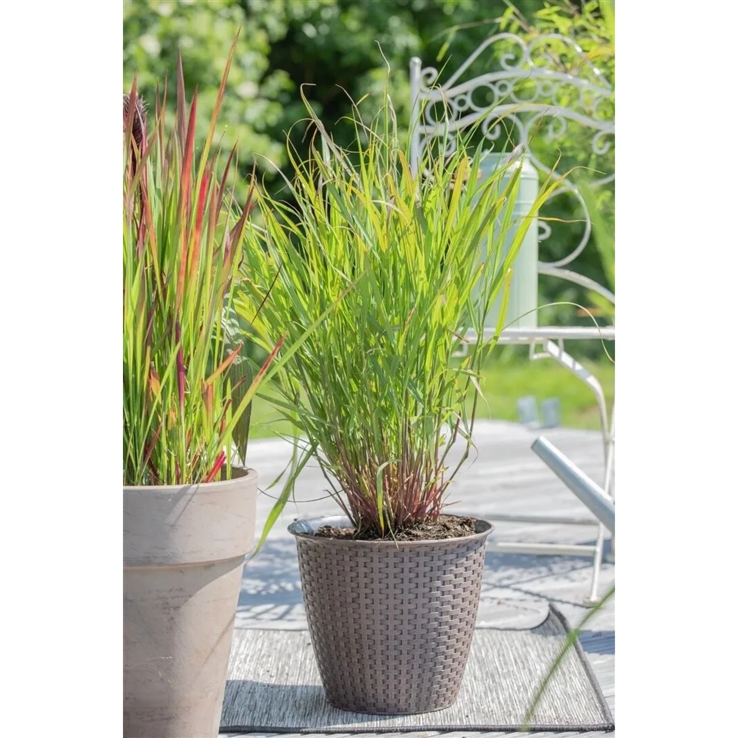 Panicum Virgatum Rehbraun im Topf: Rutenhirse mit grün-braunen Halmen, ca. 9x9 cm.