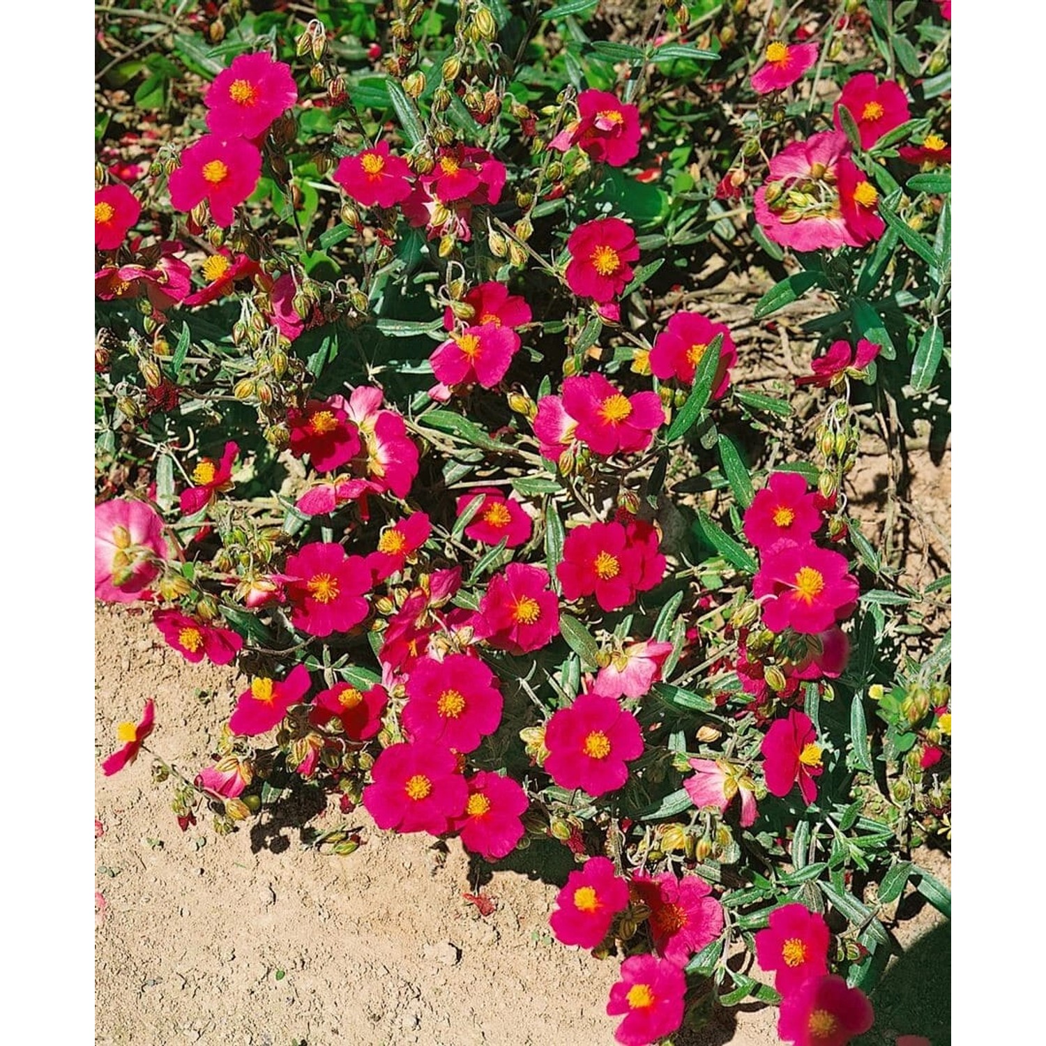 Helianthemum X Cult. Supreme Sonnenröschen Ca. 9x9 cm Topf günstig online kaufen