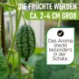 Grüne, gestreifte Mexikanische Minigurke am Stiel, ca. 2-4 cm groß. Samen für Fruchtgemüse.