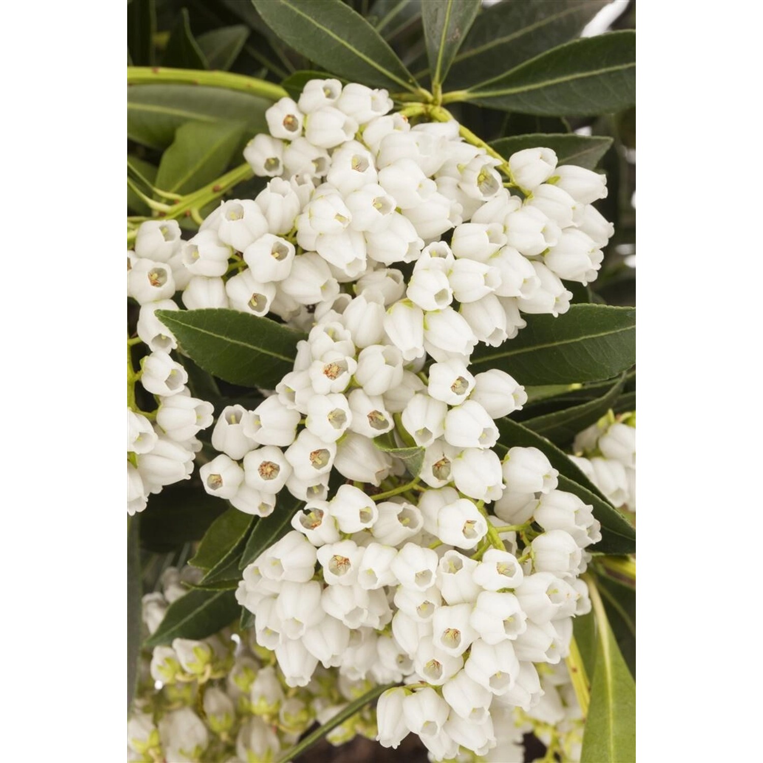 Pieris Japonica Debutante Japanische Lavendelheide Ca. 10 cm Topf günstig online kaufen
