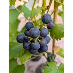 Nahaufnahme: Blaue Weinrebe Regent (Vitis vinifera) mit reifen Trauben.