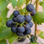 Nahaufnahme: Blaue Weinrebe Regent (Vitis vinifera) mit reifen Trauben.