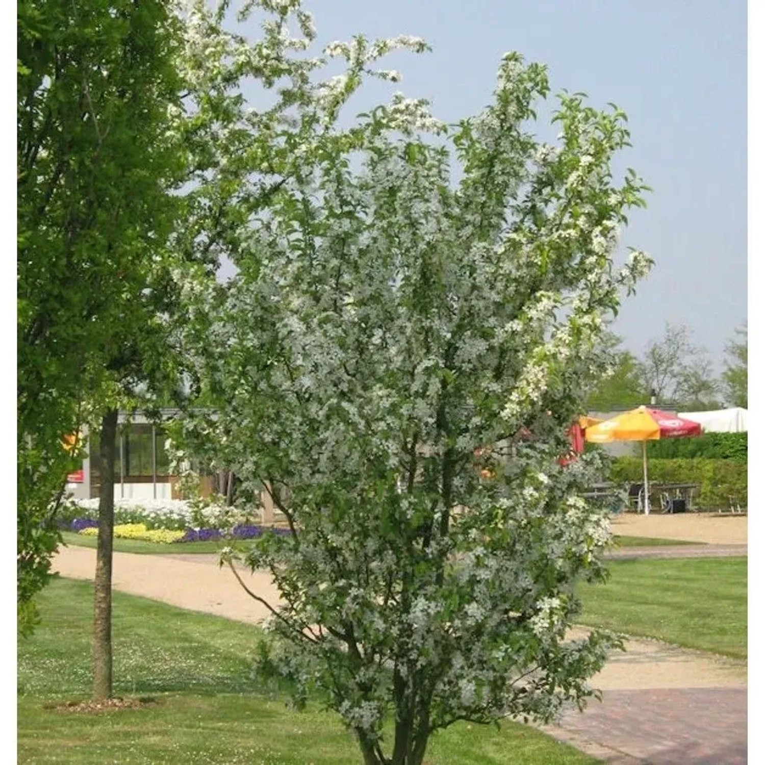 Zierapfel Red Obelisk 60-80cm - Malus Hybride