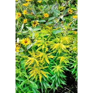 Goldgelbe Solidago Strahlenkrone (Goldrute) im 9x9 cm Topf, ideal für sonnige Beete.