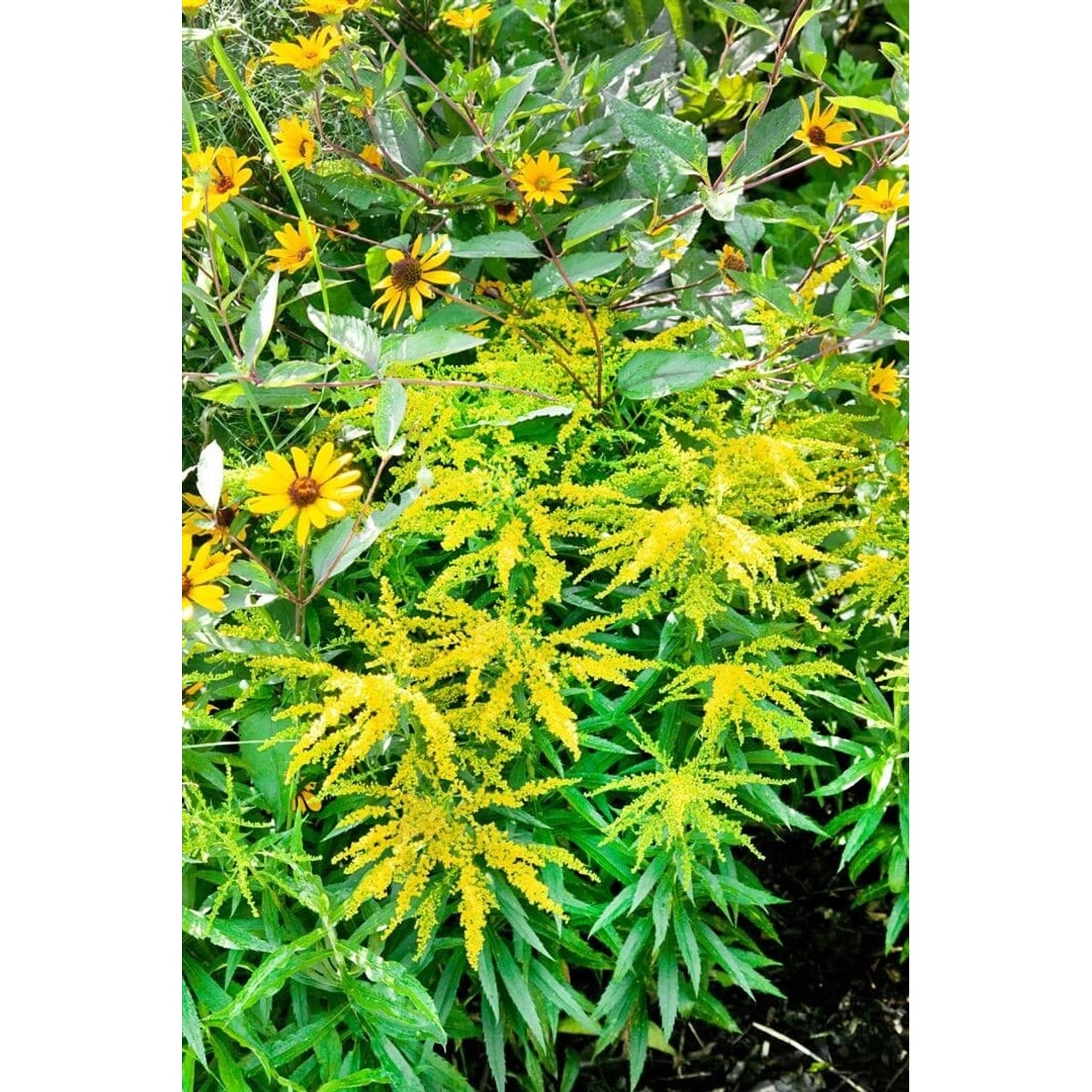 Solidago X Cult. Strahlenkrone Goldrute Ca. 9x9 cm Topf günstig online kaufen