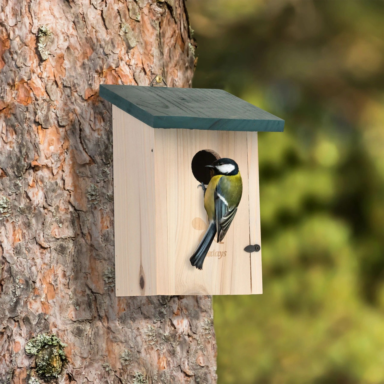 Relaxdays Nistkasten Tannenholz Natur Grün Aufklappbar 22 cm x 14 cm x 15 cm_2