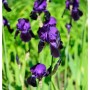 Dunkelviolette Schwertlilie 'Rheinländerin' im Gartenbeet.