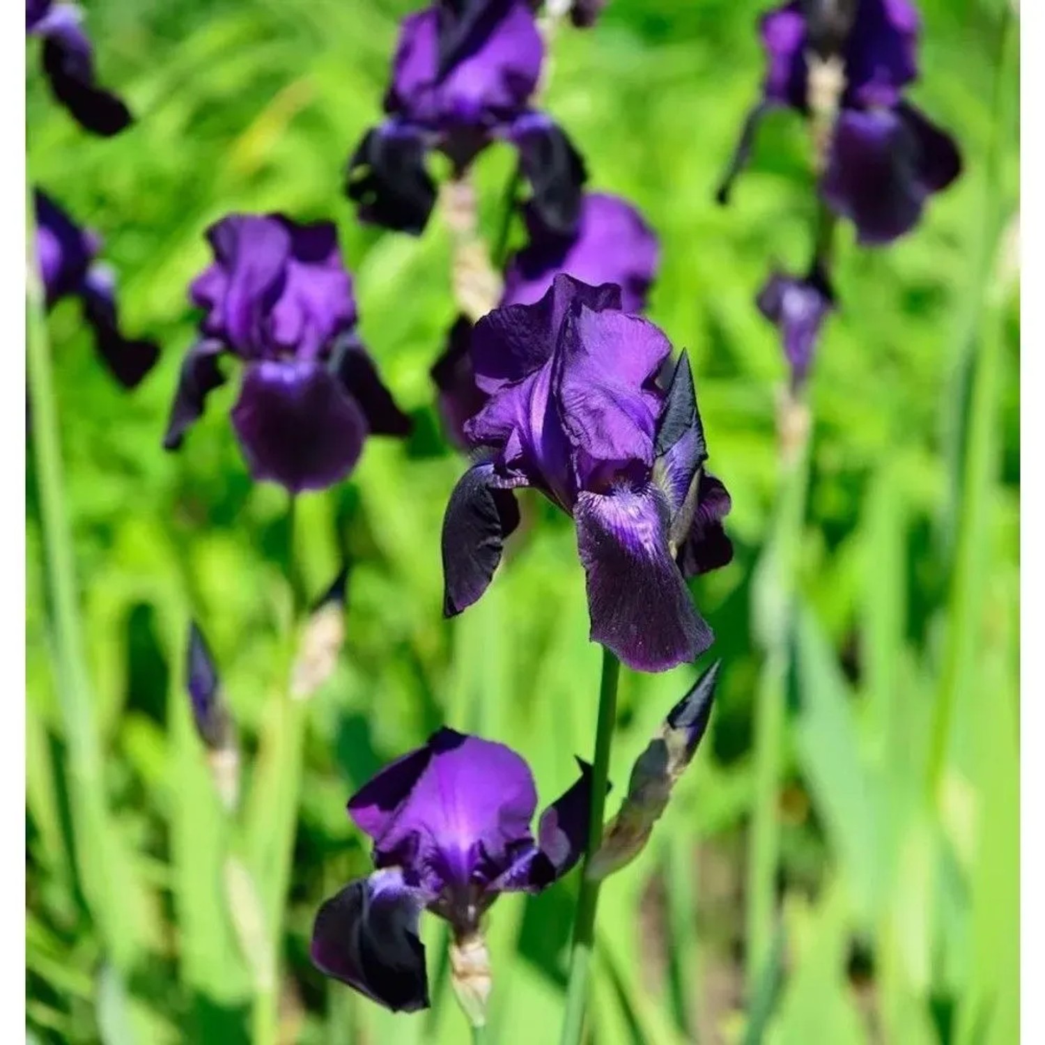 Schwertlilie Rheinländerin - Iris barbata