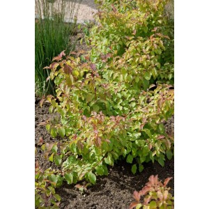Cornus Sanguinea Midwinter Fire: Strauch mit grün-gelben Blättern und orange-roten Trieben.