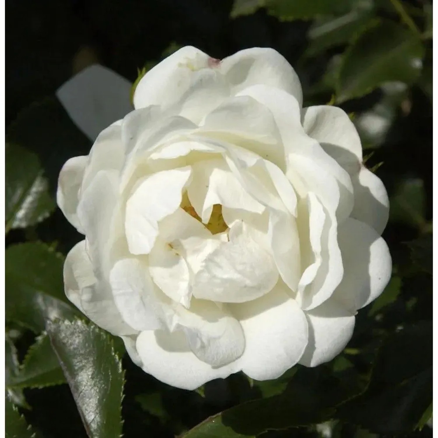 Hochstamm Rose Innocencia 80-100cm