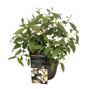 Japanischer Schneeball 'Summer Snowflake' im Topf, 20-30 cm hoch, mit weißen Blüten.