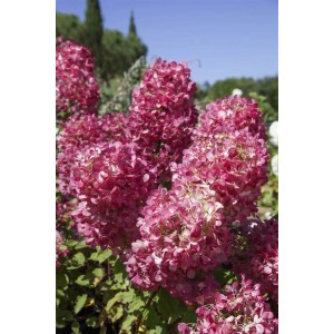 Rispenhortensie Diamond Rouge mit roten Blüten, 40-60 cm hoch.