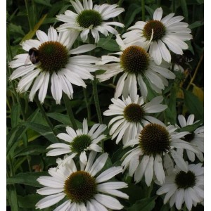 Nahaufnahme von weißen Sonnenhüten (Echinacea purpurea 'Avalanche') im Gartenbeet.