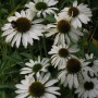 Nahaufnahme von weißen Sonnenhüten (Echinacea purpurea 'Avalanche') im Gartenbeet.