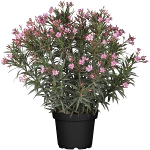 Blühender Oleander Busch im Topf, ca. 180-200 cm hoch, mit rosa Blüten. Kübelpflanze für Terrasse und Garten.