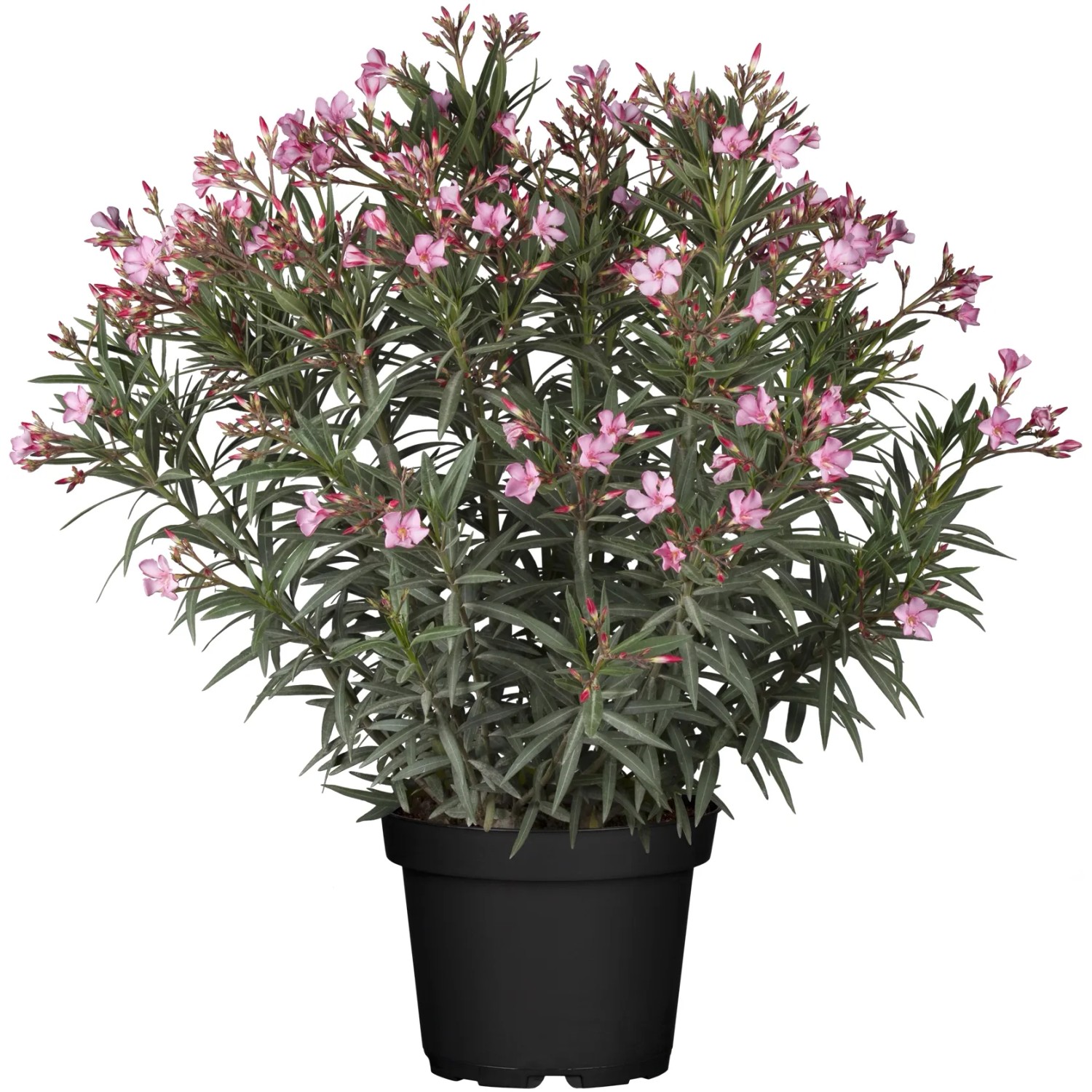 GROW by OBI Nerium oleander 180-200 cm Topf- 60 cm kaufen bei OBI