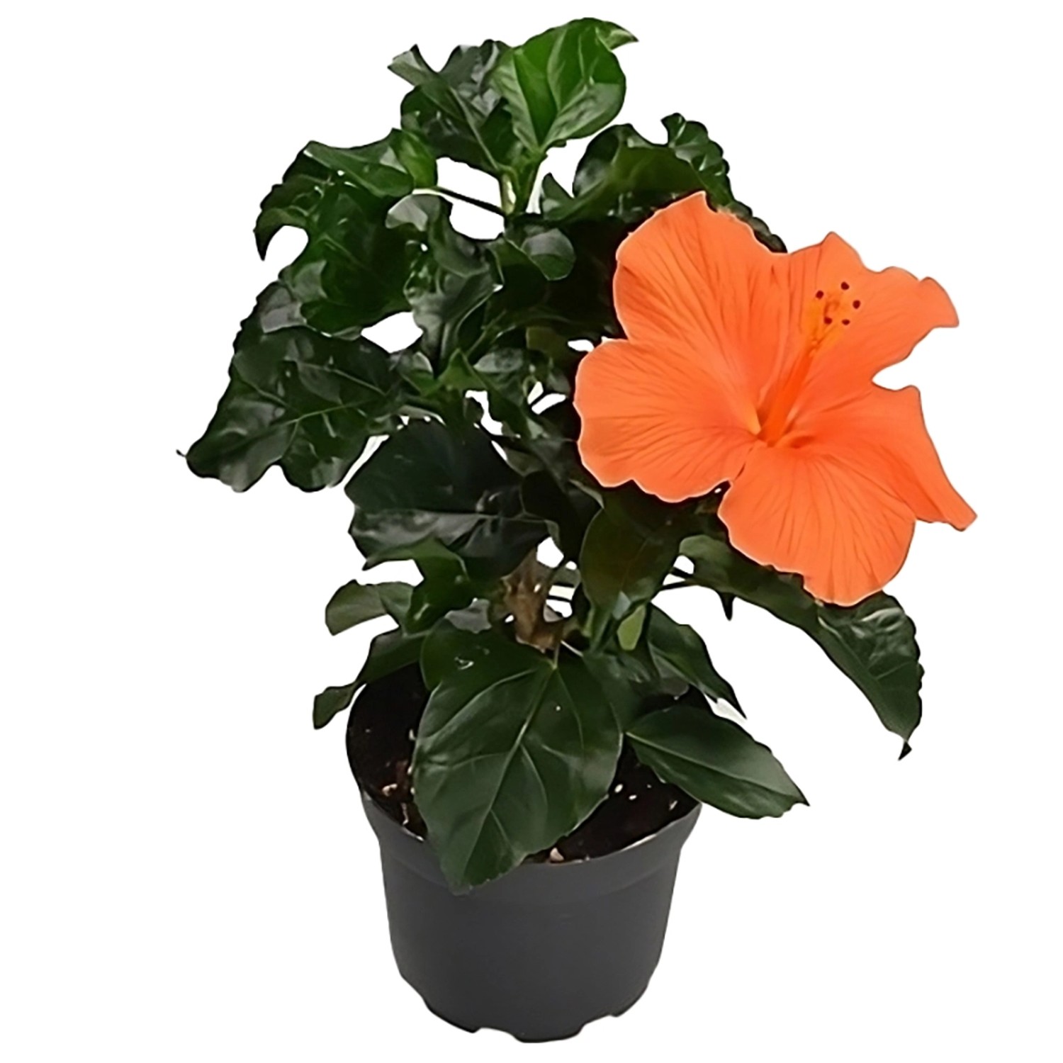 34+ Obi Hibiskus Strauch Weiß Gefüllt, Eine grosse auswahl eibisch