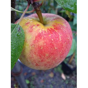 Nahaufnahme eines Apfel Topaz® mit rot-gelber Schale am Apfelbaum.