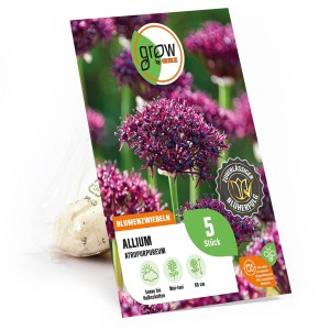 Verpackung GROW by OBI Granat-Kugellauch, purpurrote Zierlauch Blumenzwiebeln, 5 Stück.