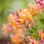 Nahaufnahme der orangefarbenen Blüten der immergrünen Geißschlinge Lonicera Henryi.