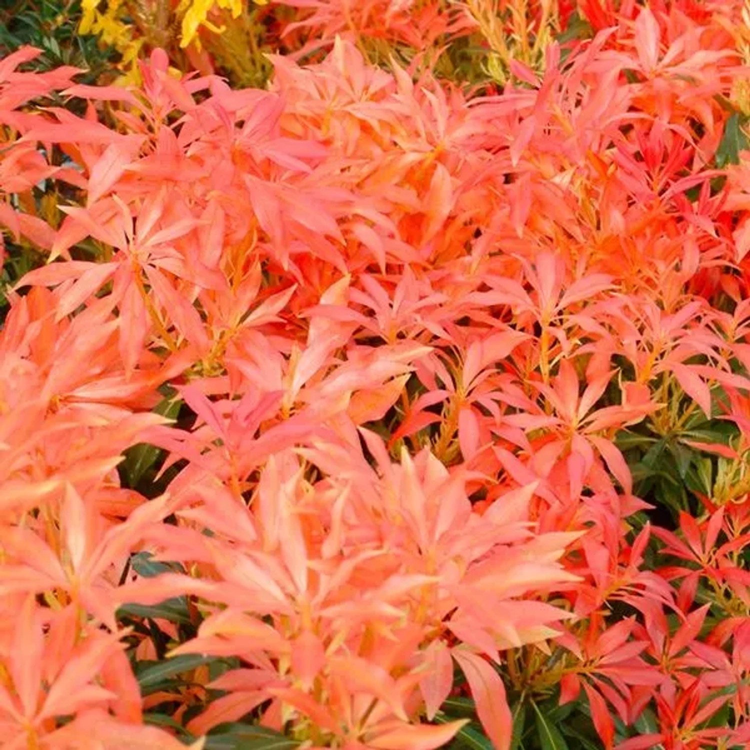 Schattenglöckchen 'Forest Flame' Pieris 30 bis 40 cm im Container Für Sauren Boden