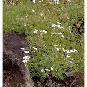Teppich-Steinbrech Staude (Saxifraga hypnoides) mit kleinen weißen Blüten im Garten.