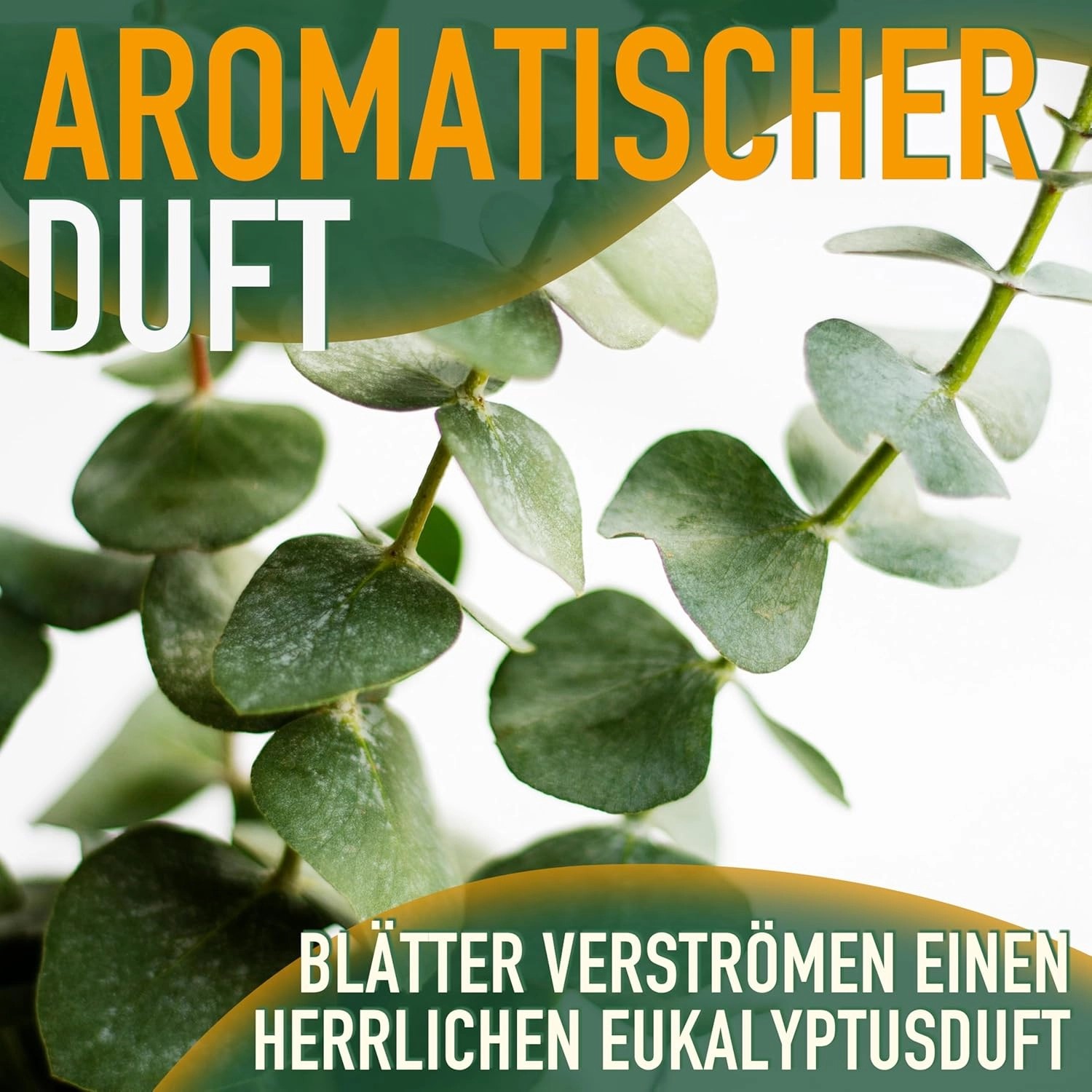 Nahaufnahme des Eukalyptus Gunnii 'Azura' mit silbrig-grünen Blättern. Winterharter Strauch.