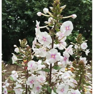 Wiesen-Flammenblume Omega (Phlox maculata) mit weißen Blüten und rosa Mitte.