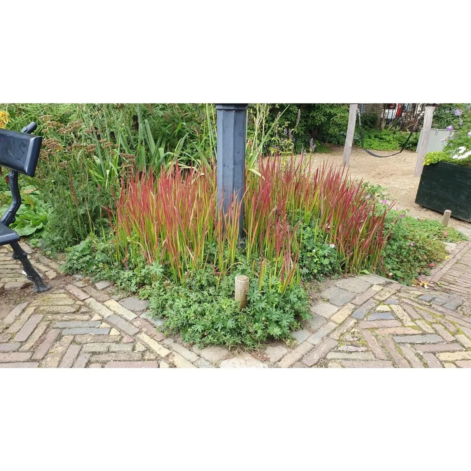 Japanisches Blutgras 'Red Baron' im Garten, leuchtend rote Blattspitzen als Bodendecker.
