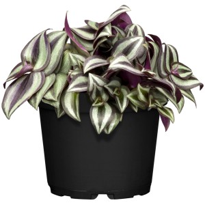 Zebrakraut (Tradescantia Zebrina) im Topf, gestreifte Blätter in Grün, Silber und Lila.