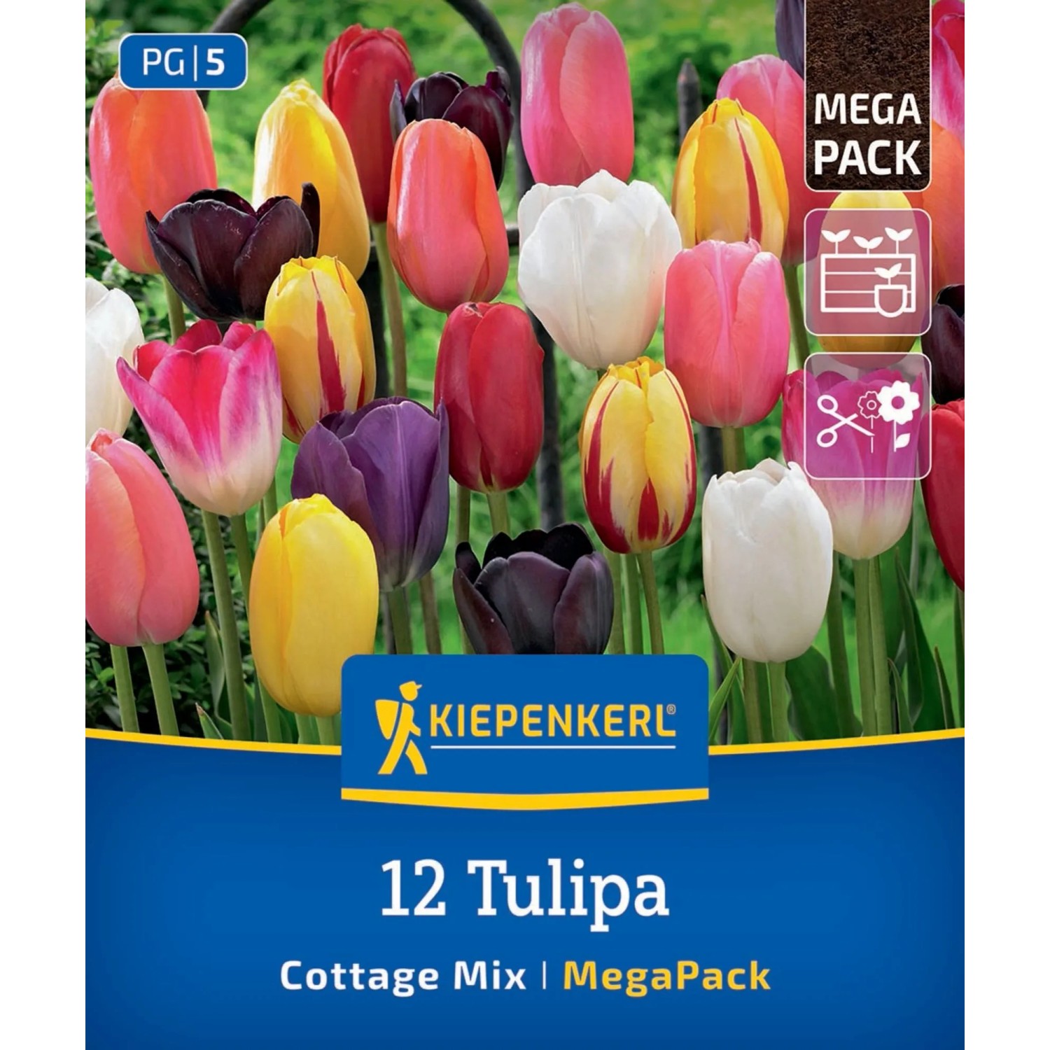Kiepenkerl Blumenzwiebel Mega-Pack Einfache späte Tulpen Cottage Mix 12 Stück