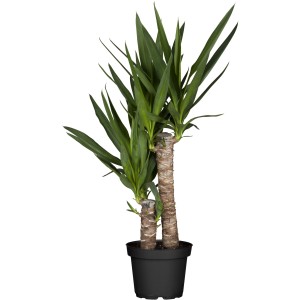 Palmlilie (Yucca elephantipes) mit zwei Stämmchen im Topf, ca. 80-100 cm hoch.