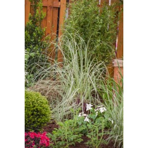 Silbrig-weißes Pampasgras 'Silver Star' im Gartenbeet, Cortaderia Selloana, Ziergras.