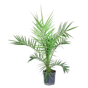 Kanarische Dattelpalme im Topf, ca. 25 cm hoch, grüne Wedel. Kübelpflanze für Balkon und Terrasse.