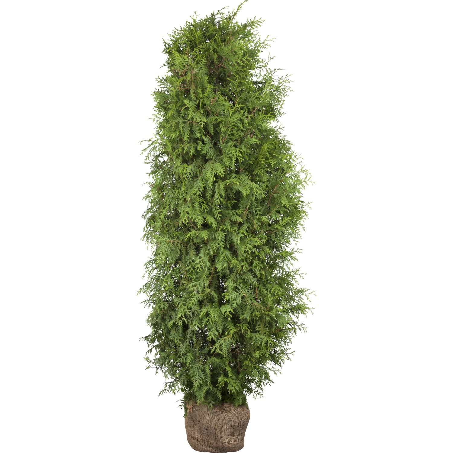 Lebensbaum Brabant Set à 10 Stück Höhe ca. 180-200 cm Thuja occidentalis