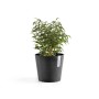Ecopots Amsterdam Mini Pflanztopf, dunkelgrau, 17 cm, mit grüner Pflanze.