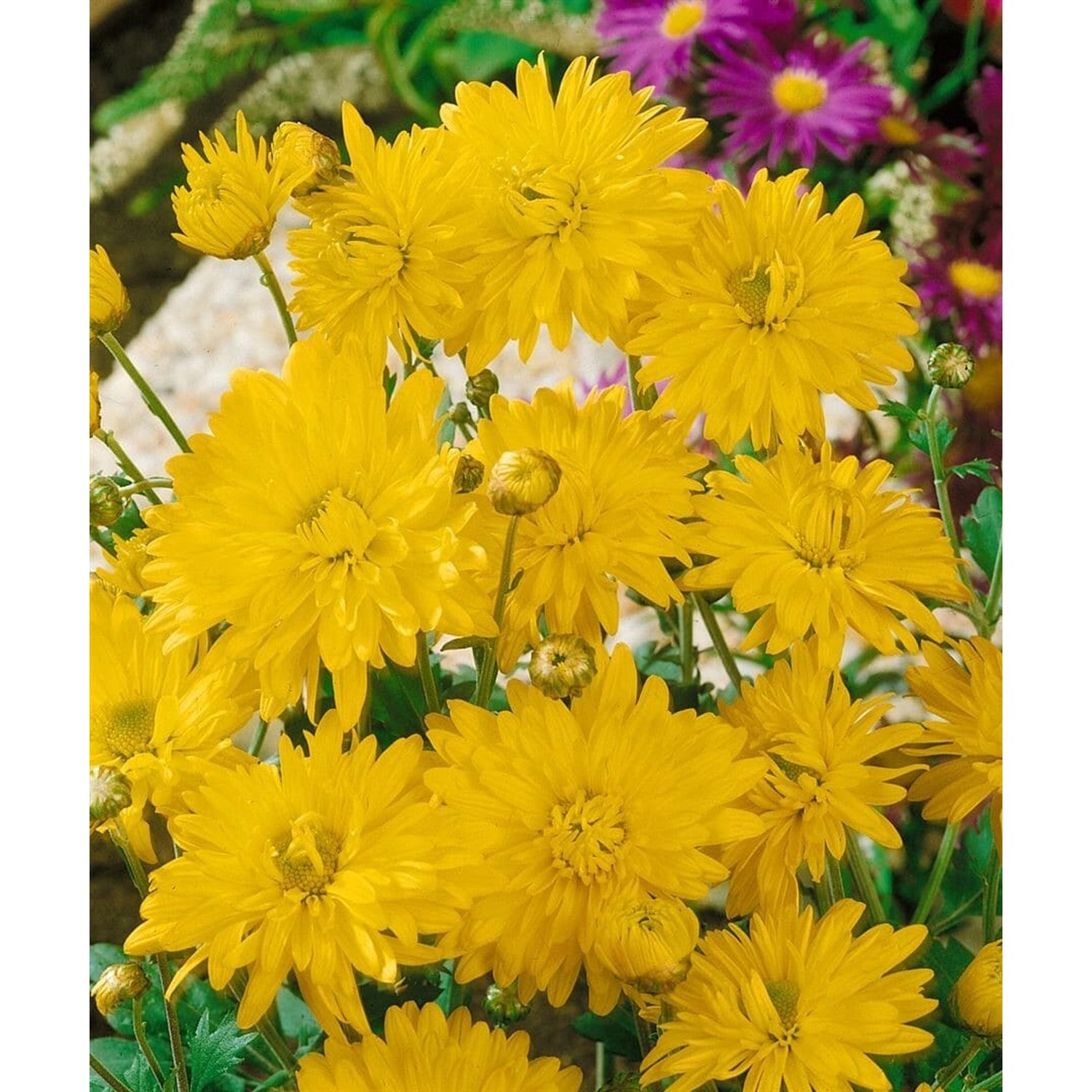 Chrysanthemum X Hort. Citrus Gartenchrysantheme Ca. 9x9 cm Topf günstig online kaufen