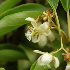 Nahaufnahme der Blüte einer Mini-Kiwi Weiki (Actinidia arguta).