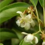 Nahaufnahme der Blüte einer Mini-Kiwi Weiki (Actinidia arguta).
