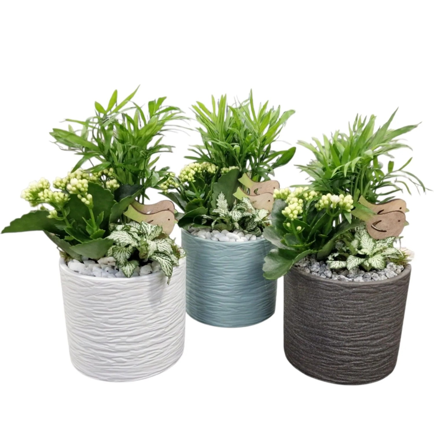 Zimmerpflanzen-Arrangement im Keramikgefäß Auswahl Topf-Ø ca. 13 cm