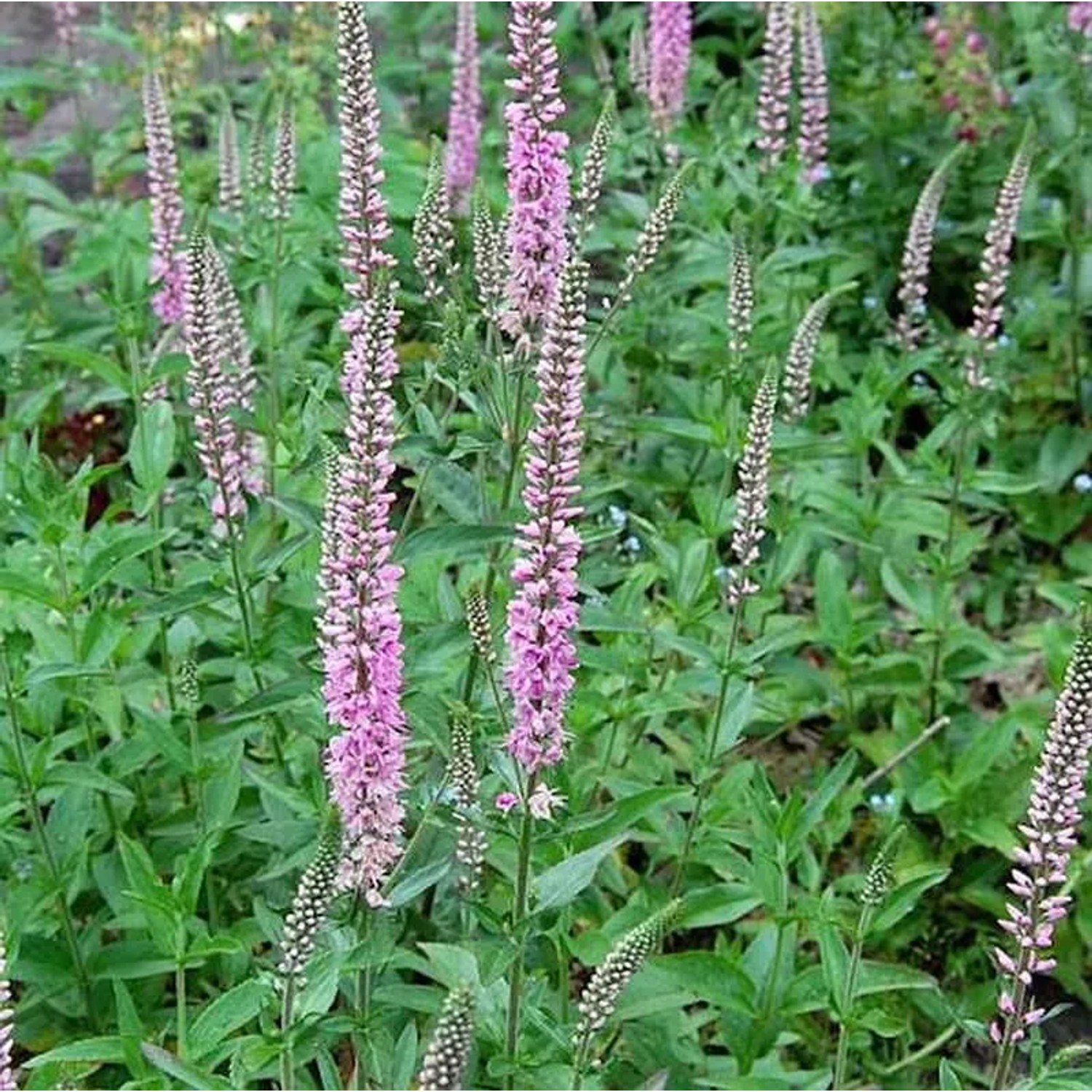 Hoher Wiesenehrenpreis Pink Damask - Veronica,ongifolia